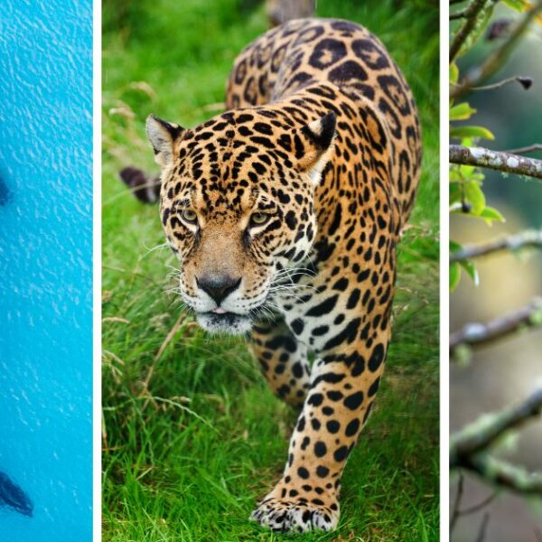 You Won’t Believe These Hidden Places in Mexico to See Wild Animals